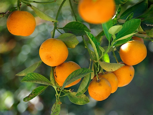 Foto van Kishu mikan