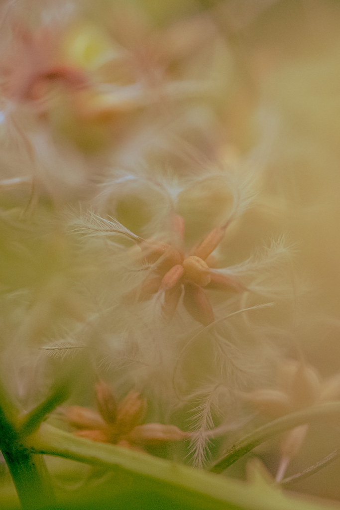 Foto van Scherpe clematis