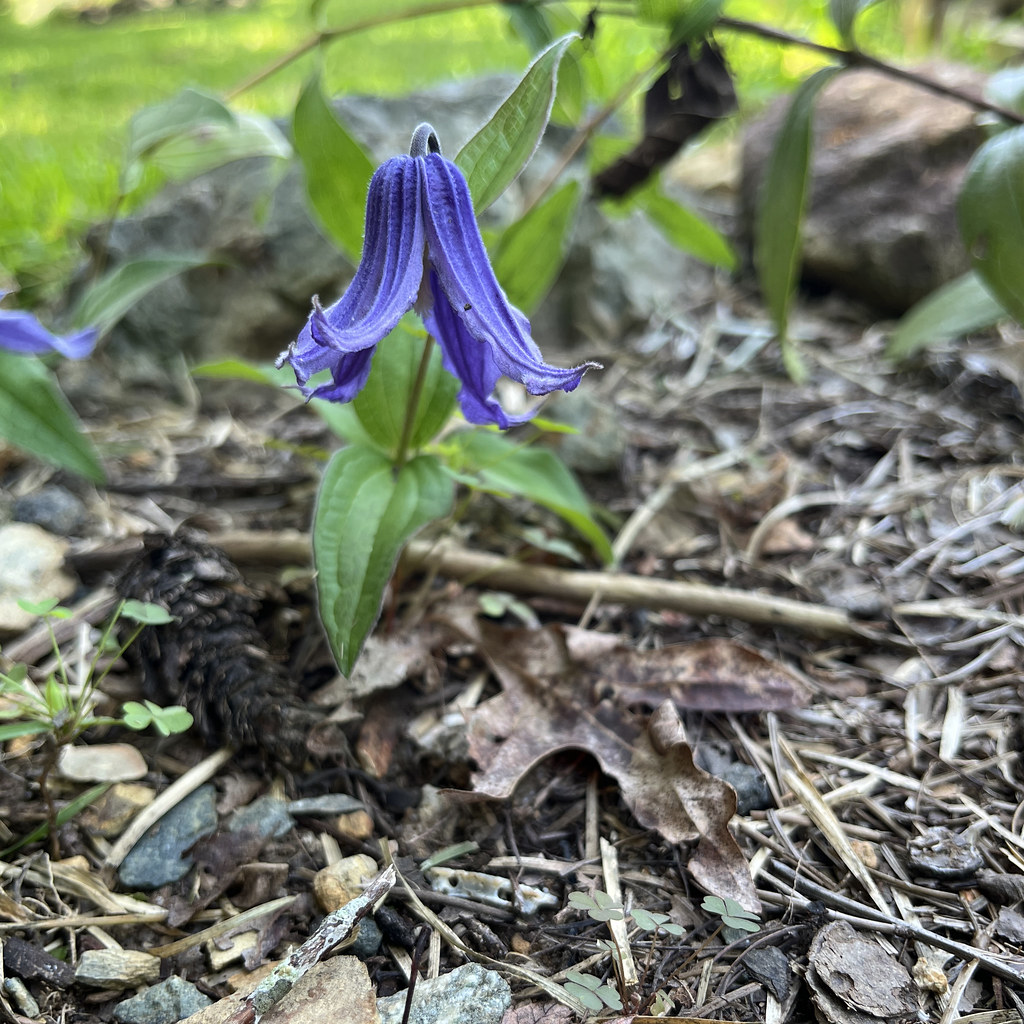 Foto van Struikclematis