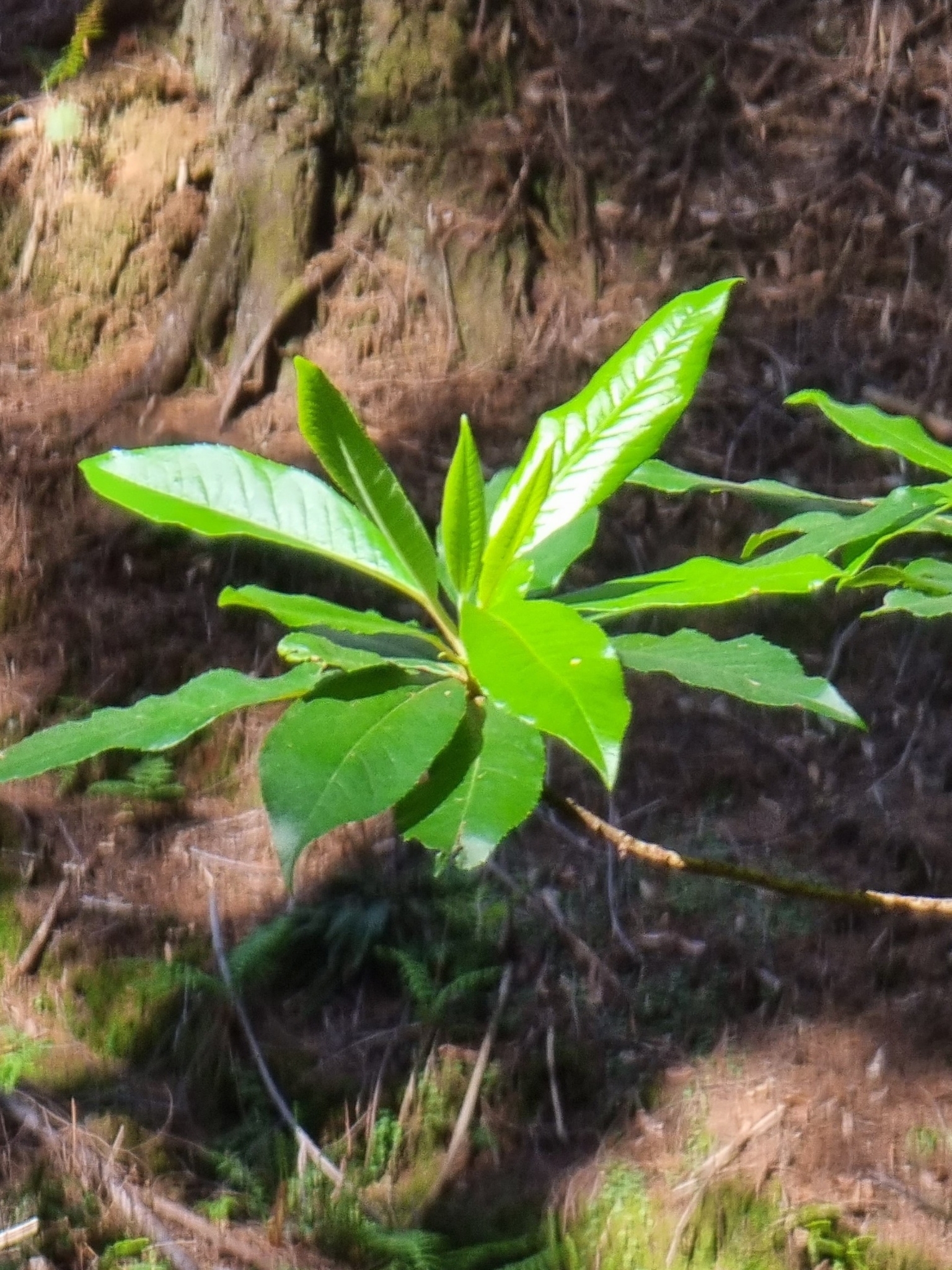 Foto van Lelietje-van-dalen-boom