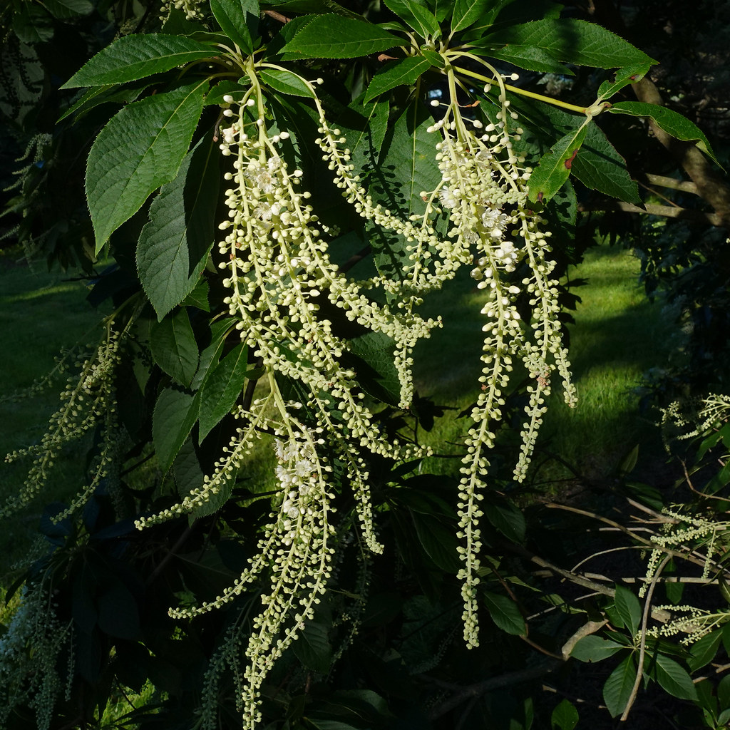 Foto van Japanse clethra