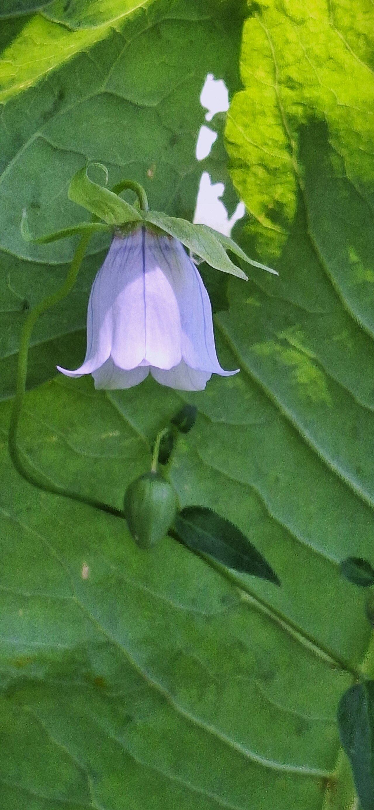Foto van Blauw klimmend-klokje