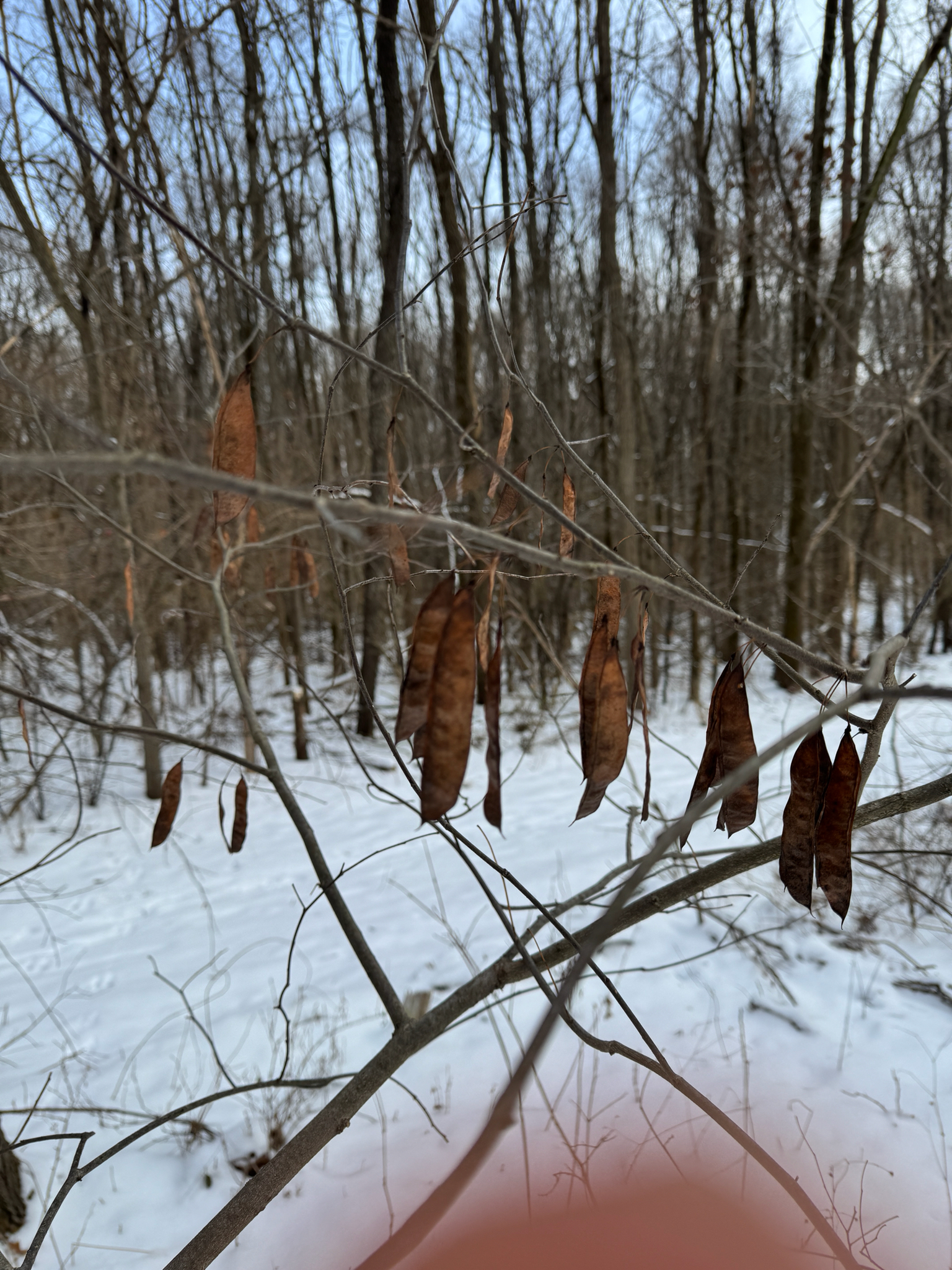 Foto van Cercis canadensis ‘(tree form)’