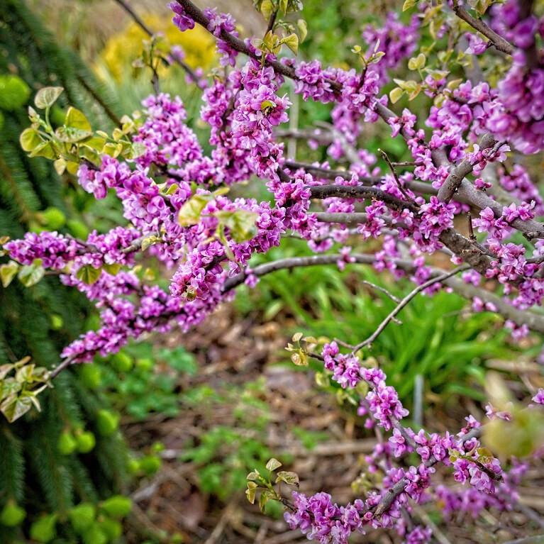 Foto van Eastern Redbud ‘Little Woody’