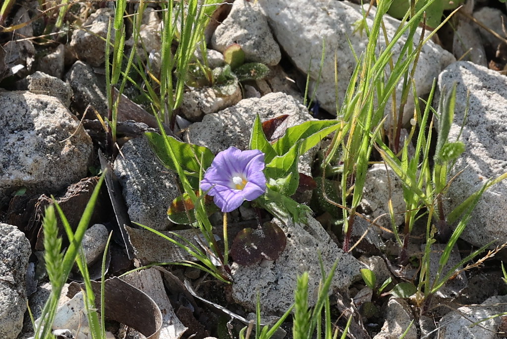 Foto van Blauwe winde