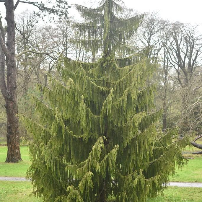 Foto van Treurcipres ‘Pendula’