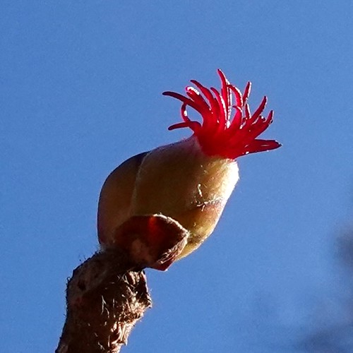 Foto van Japanse hazelaar