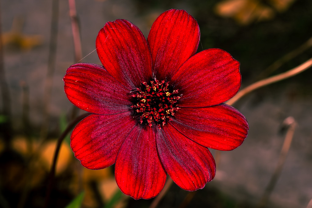 Foto van Chocoladecosmea