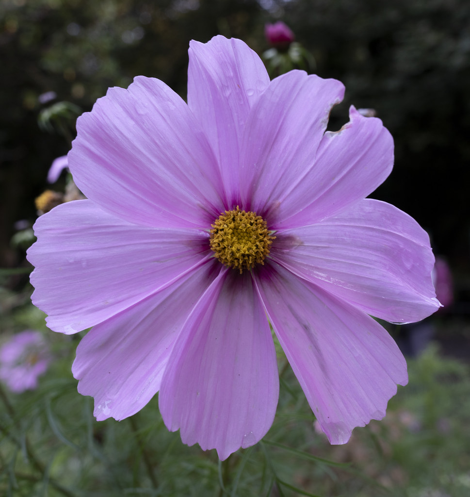 Foto van Cosmea