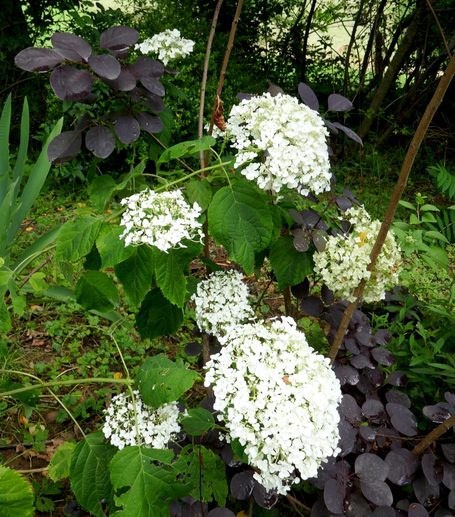 Foto van Pruikenboom