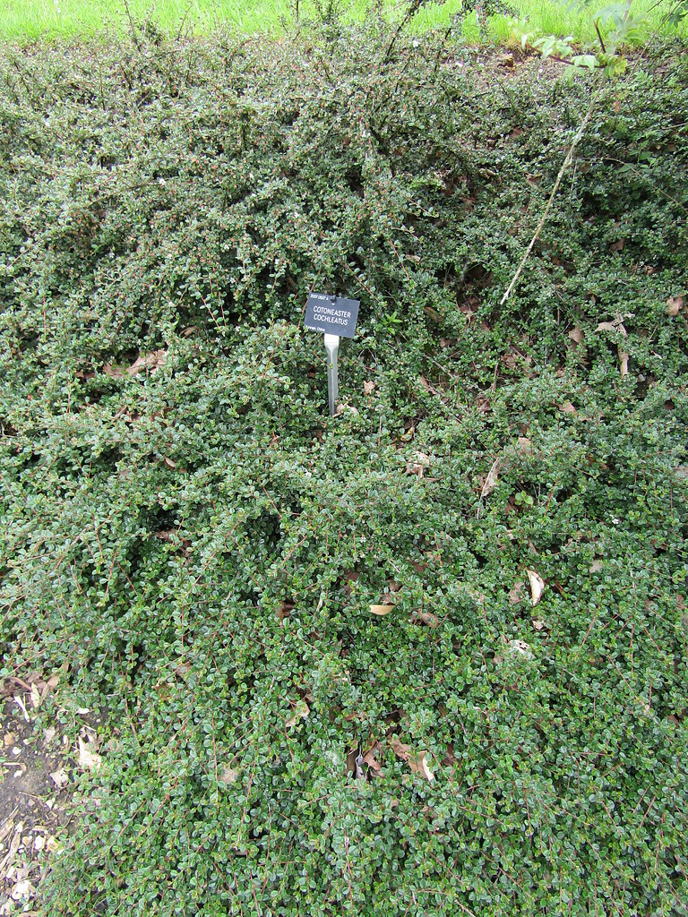 Foto van Kleinbladige cotoneaster