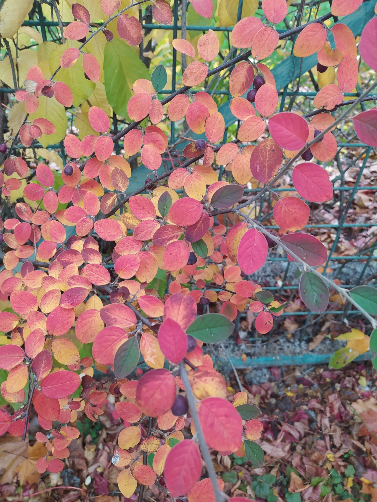 Foto van Fangs cotoneaster