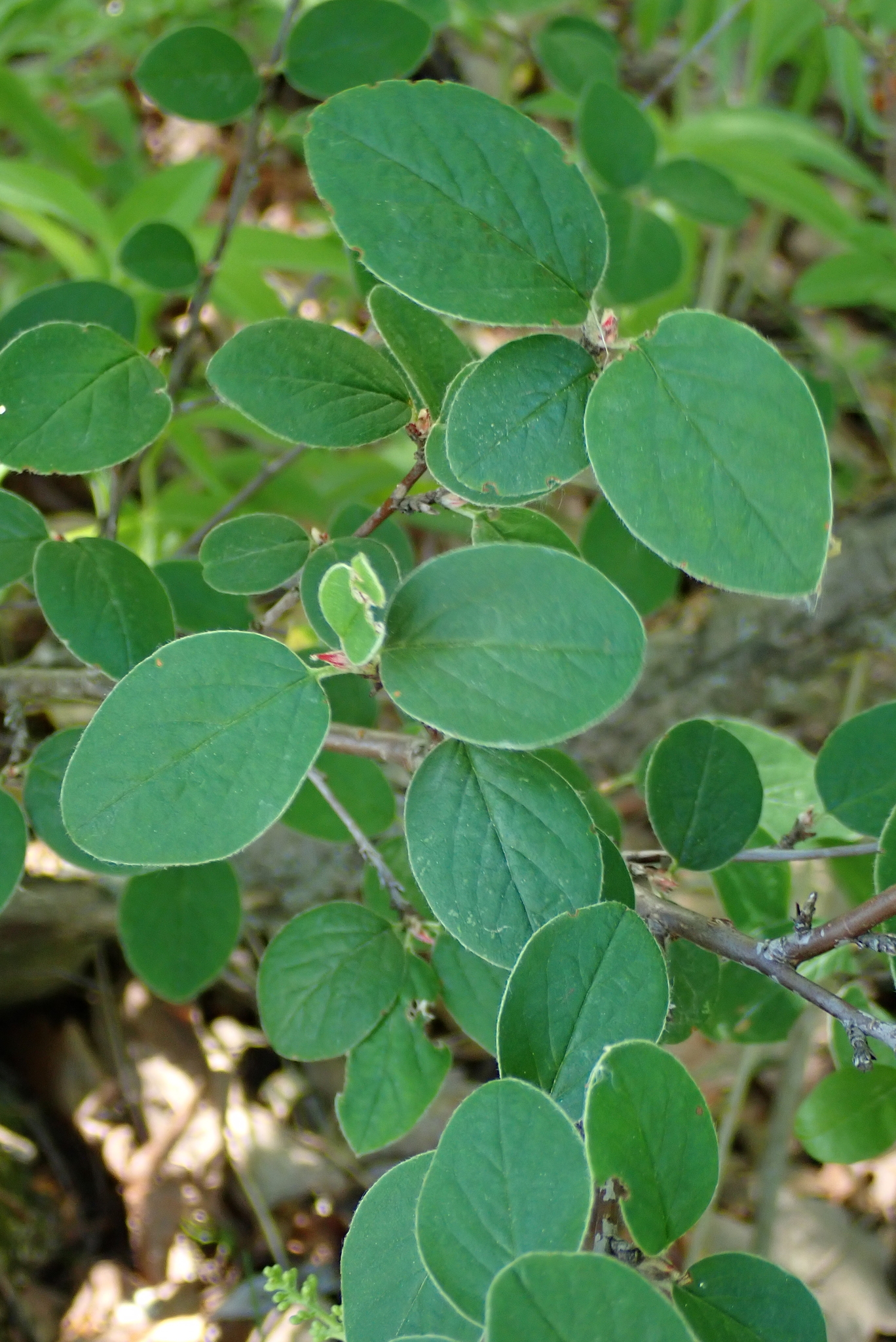 Foto van Wilde cotoneaster