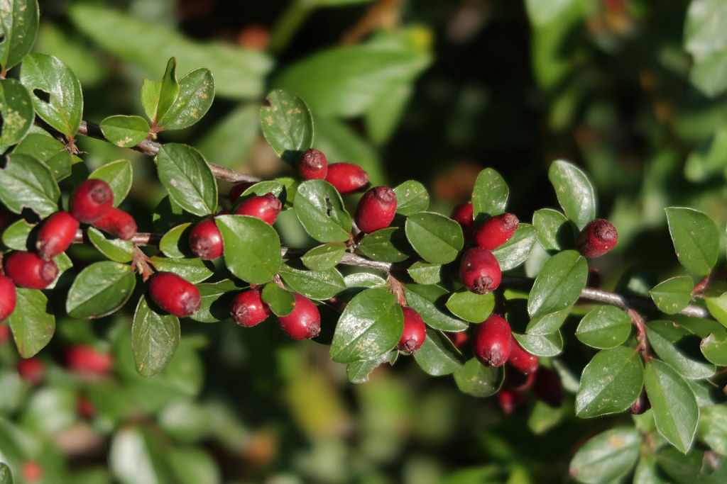 Foto van Kleinbladige cotoneaster