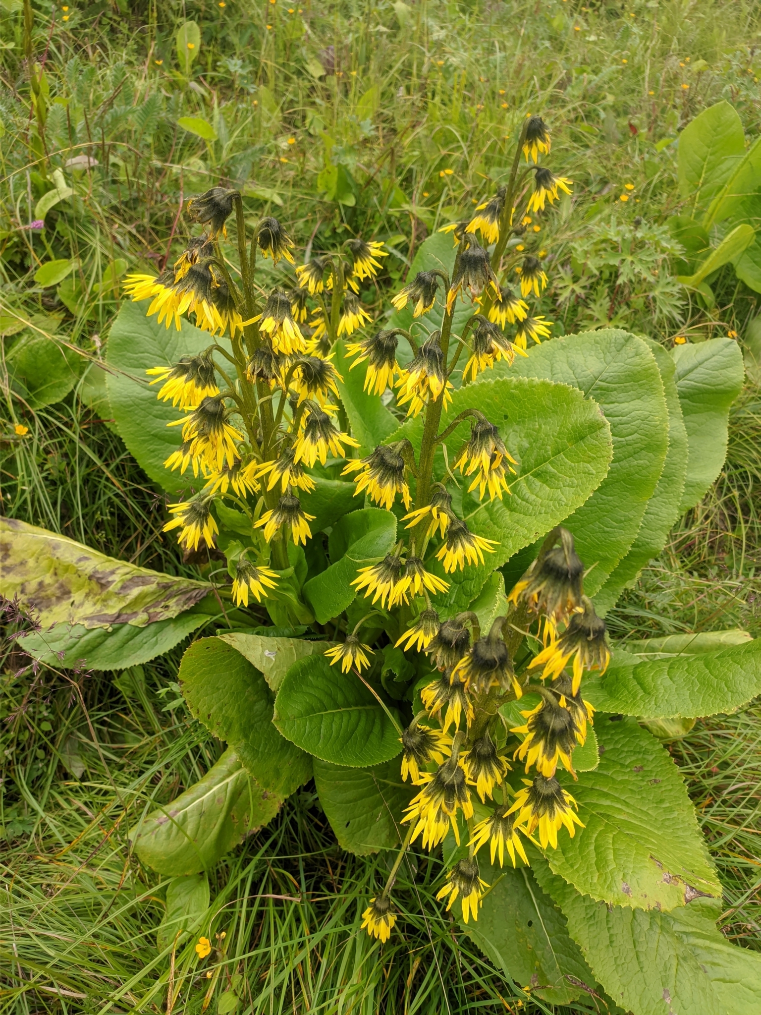 Foto van Himalaya-zonnebloem