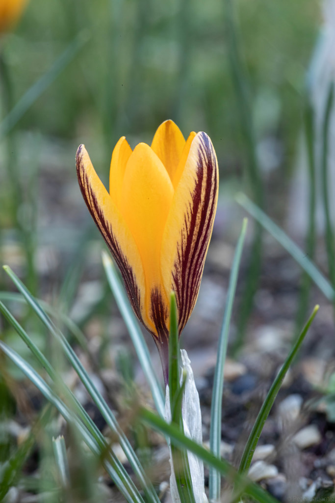Foto van Goudlakense krokus