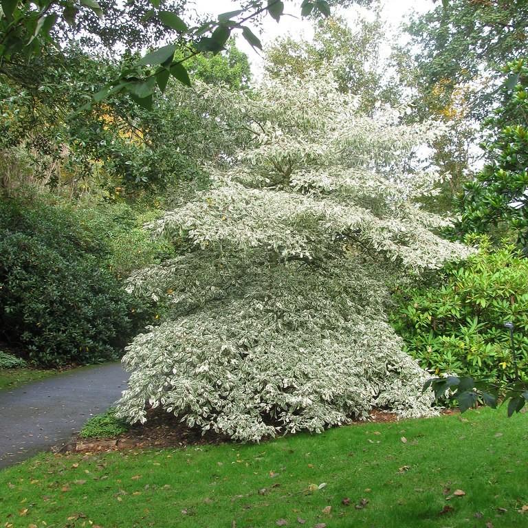 Foto van Reuzenkornoelje ‘Variegata’