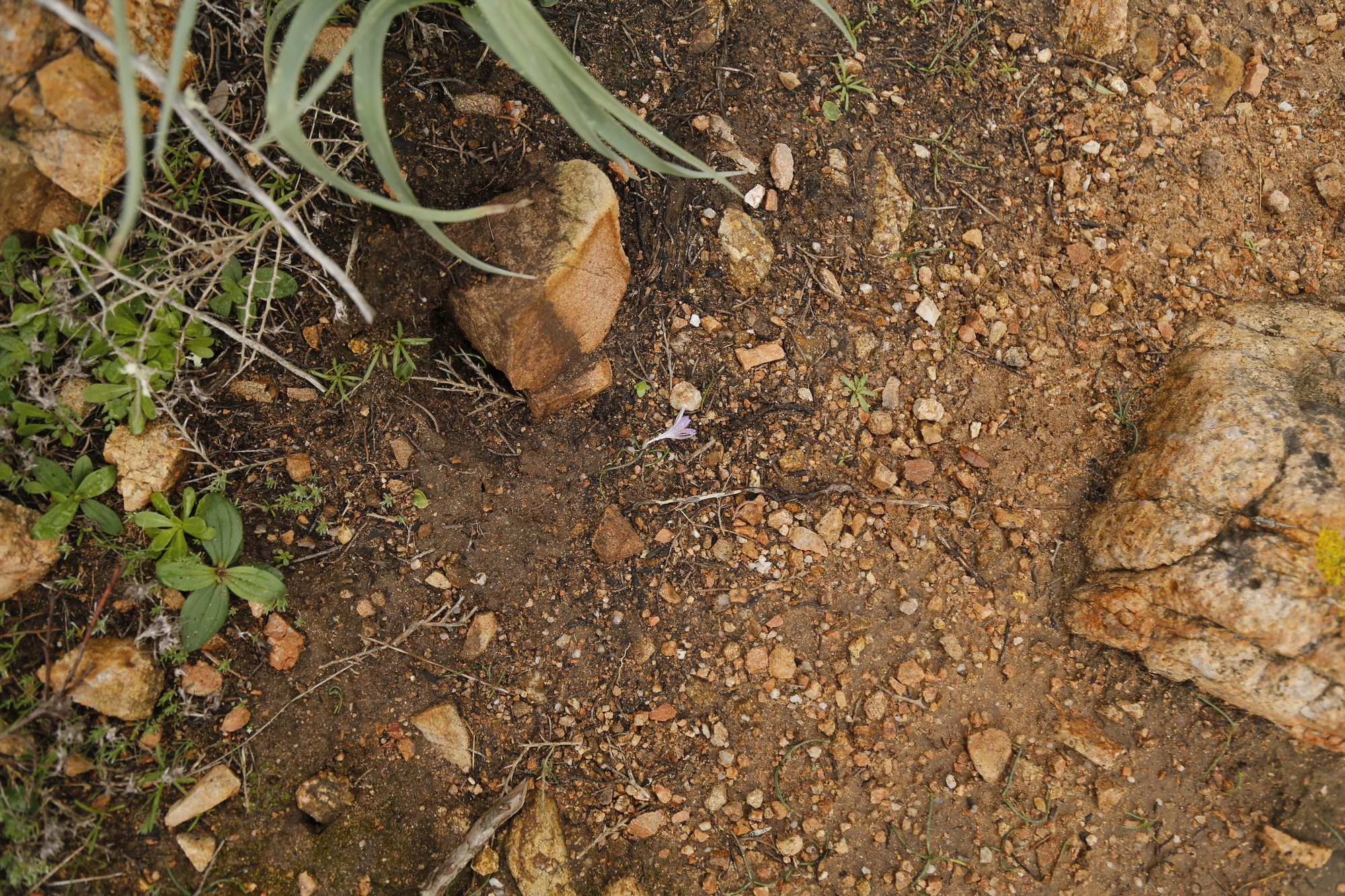 Foto van Kleine krokus