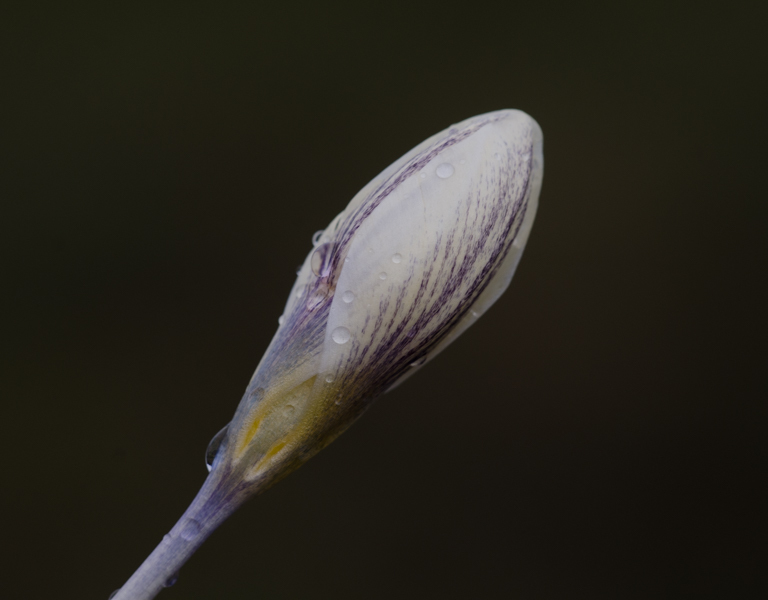 Foto van Gespikkelde krokus