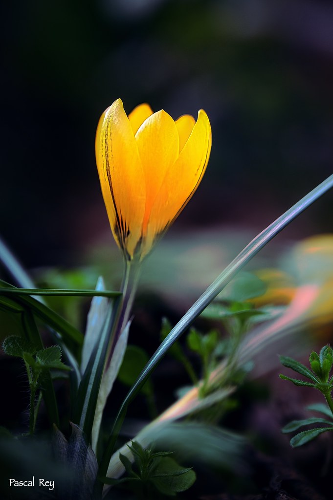 Foto van Grootbloemige krokus