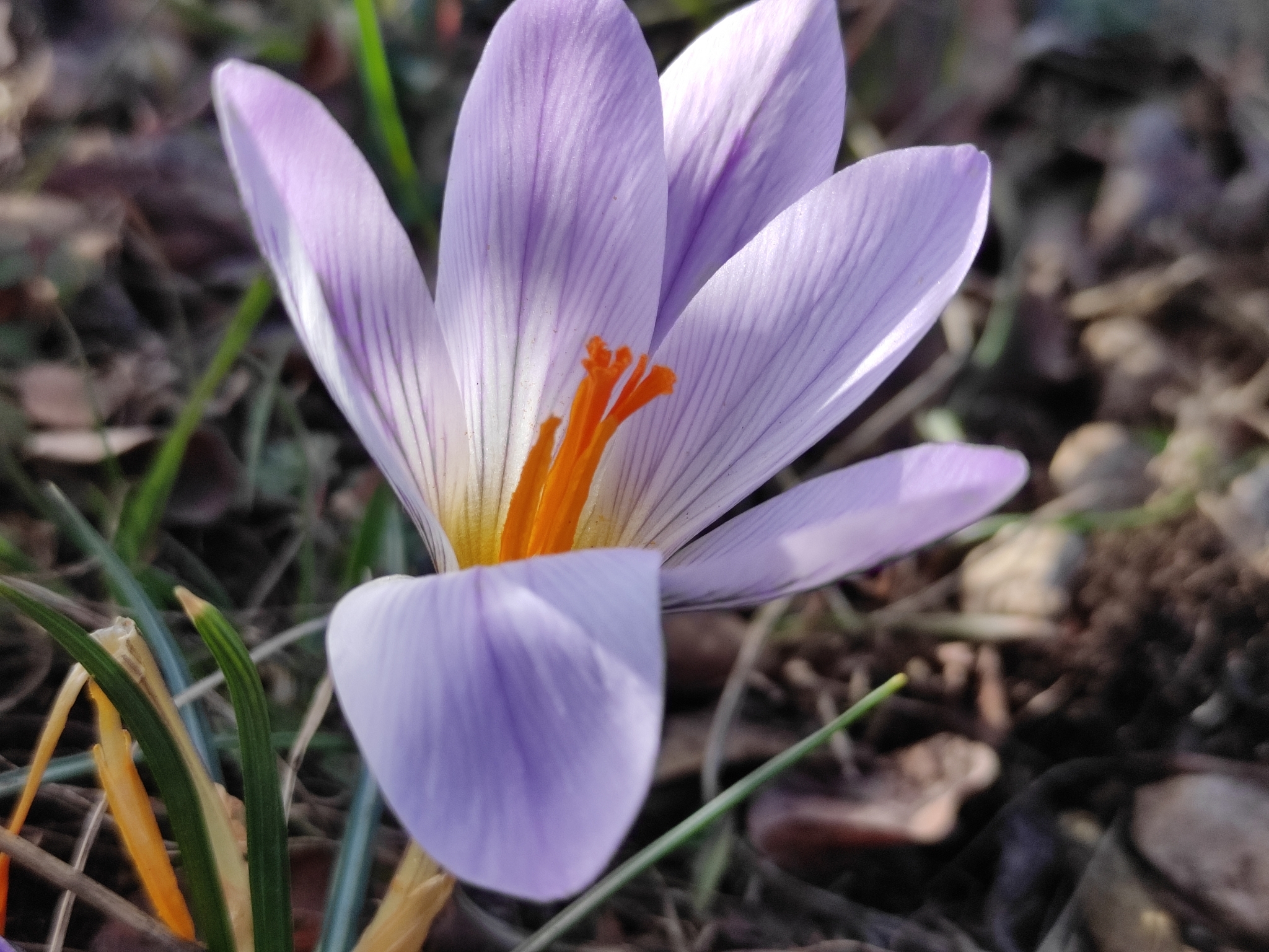 Foto van Zilverlakense krokus