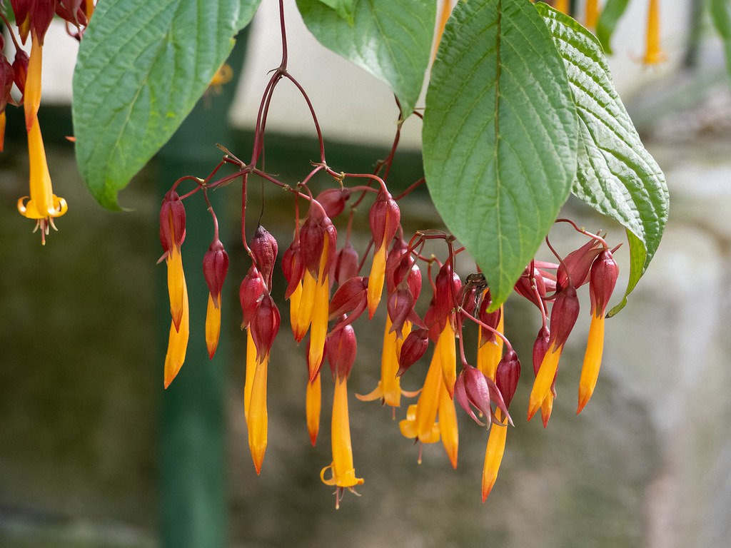 Foto van Gouden fuchsia