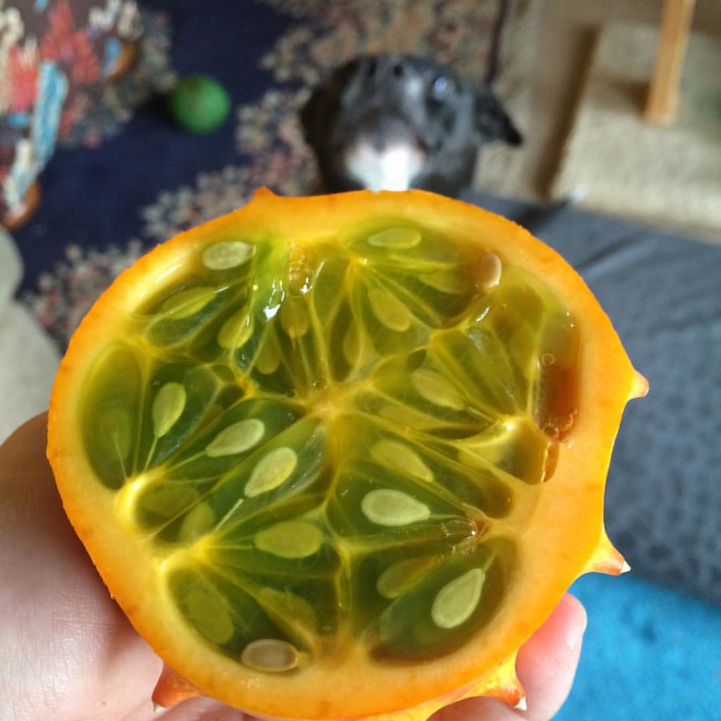 Foto van Gehoornde meloen