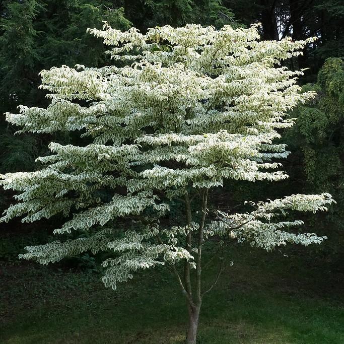 Foto van Japanse grootbloemige kornoelje