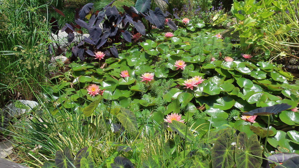 Foto van Parapluplant