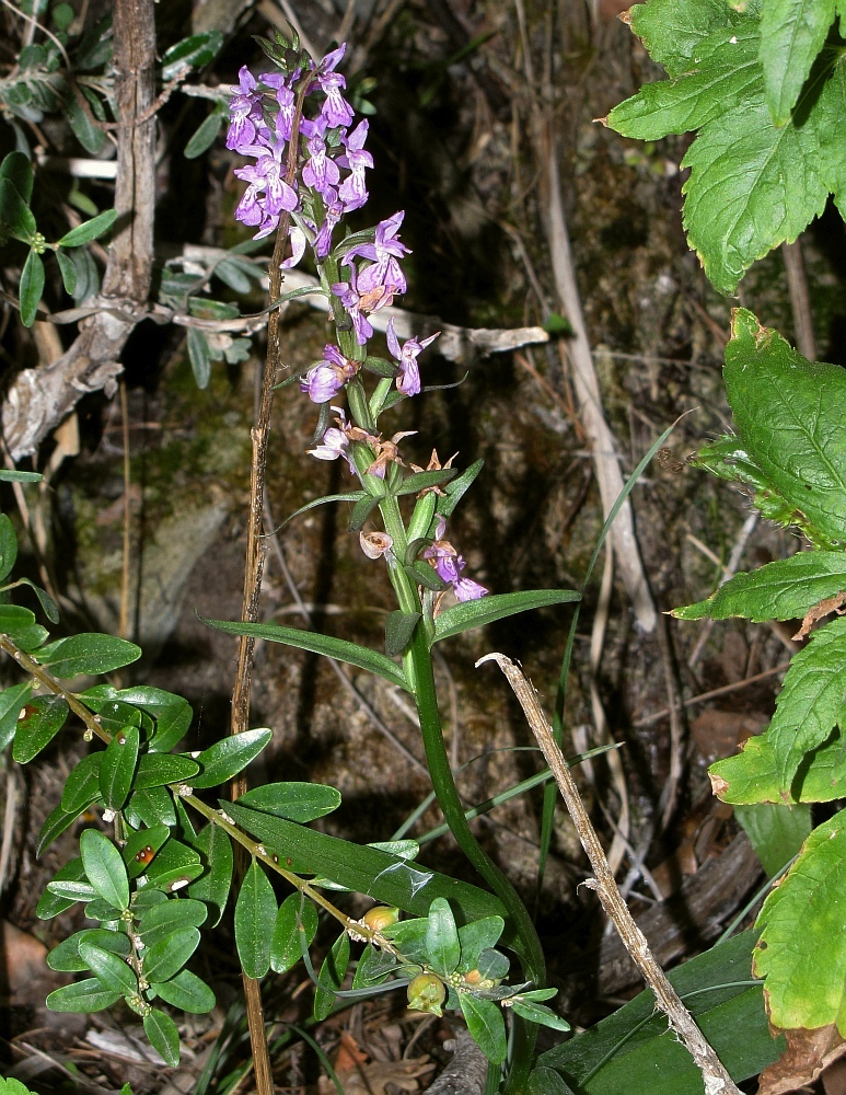 Foto van Grote rietorchis