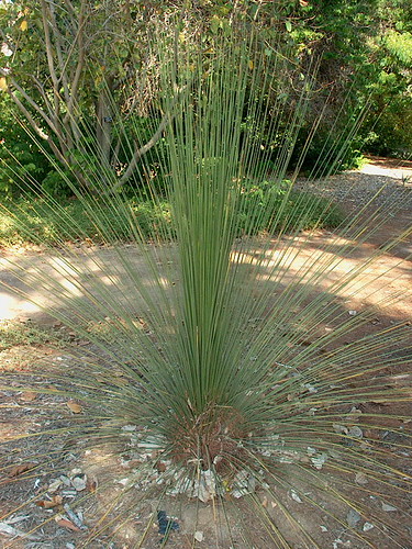 Foto van Mexicaanse grasboom