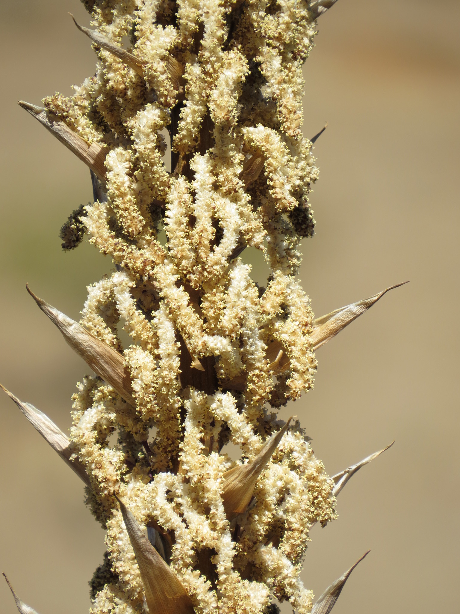 Foto van Grasboom