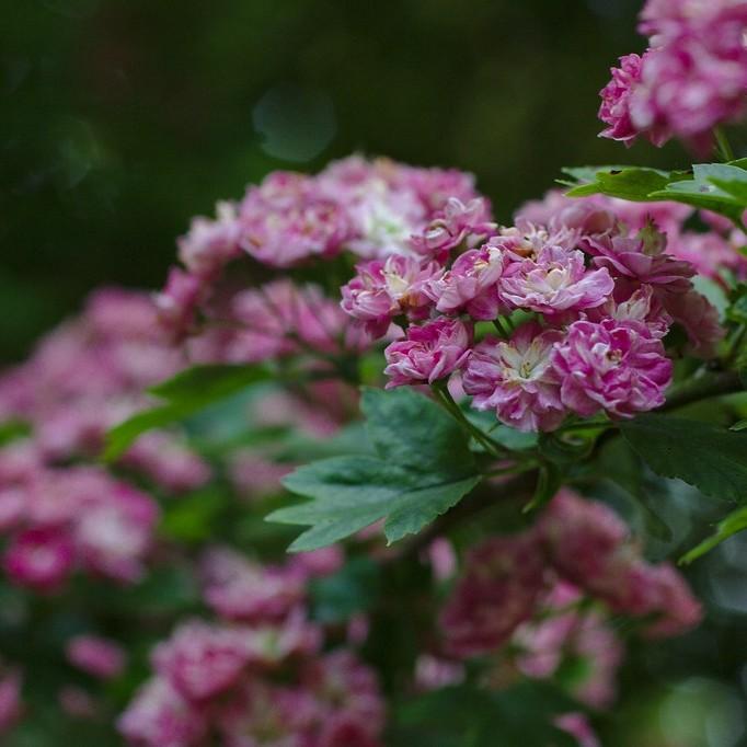 Foto van Tweestijlige meidoorn ‘Paul's Scarlet’