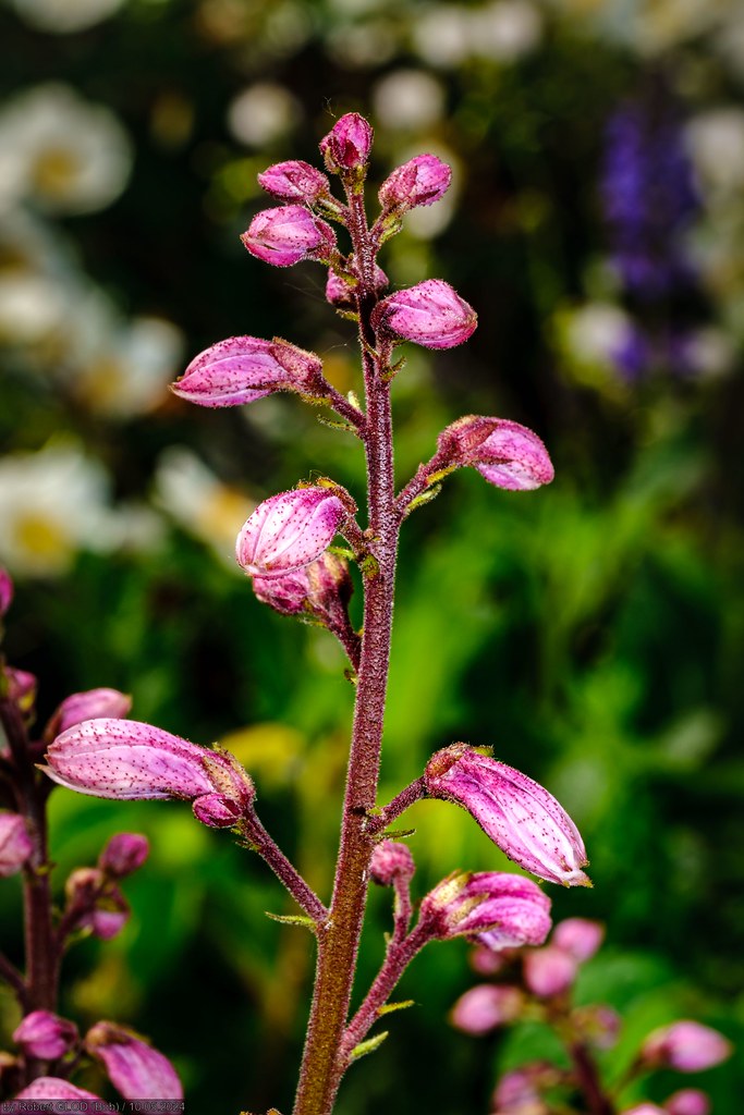 Foto van Vuurwerkplant