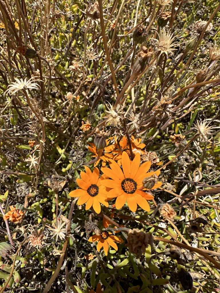 Foto van Satijnbloem