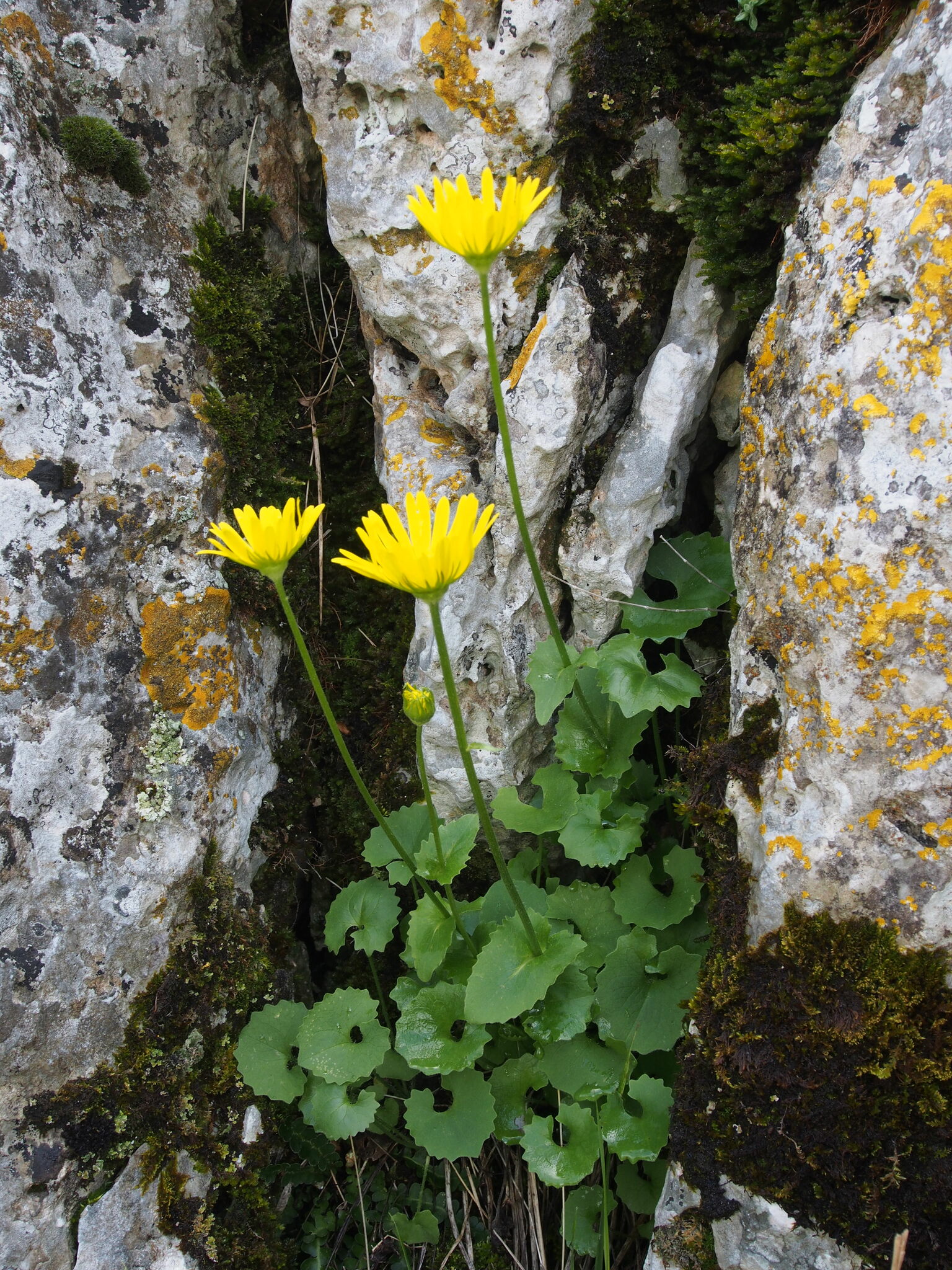 Foto van Kale voorjaarszonnebloem