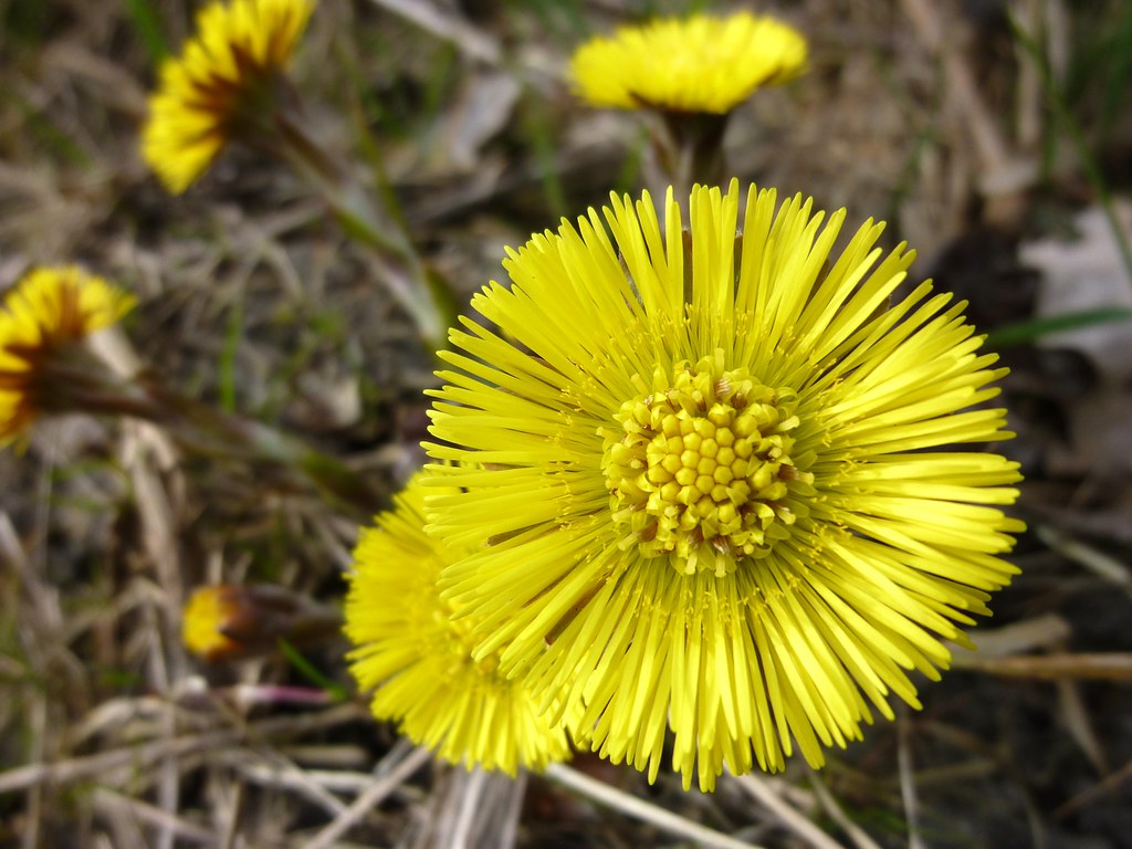 Foto van Kaukasische voorjaarszonnebloem