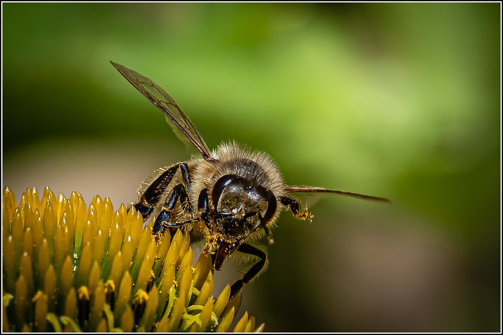 Foto van Gele zonnehoed