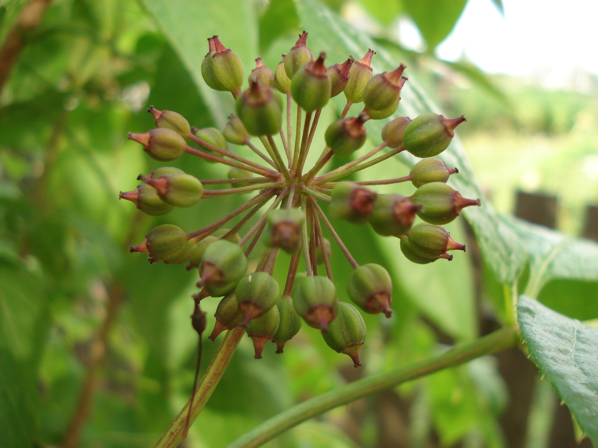 Foto van Siberische ginseng