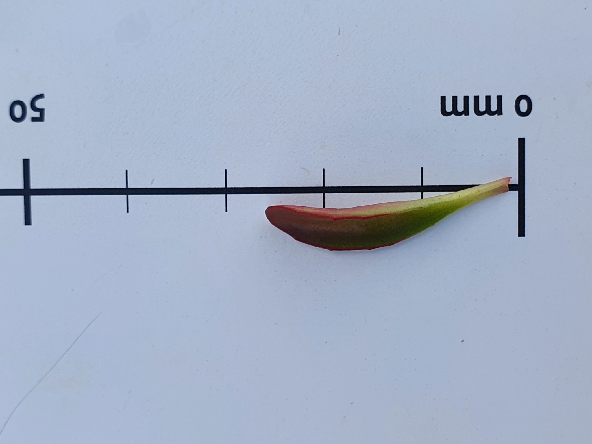 Foto van Roodbladig wilgenroosje