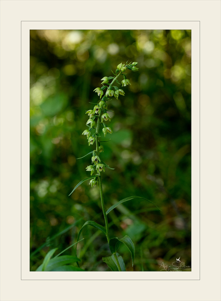 Foto van Brede wespenorchis