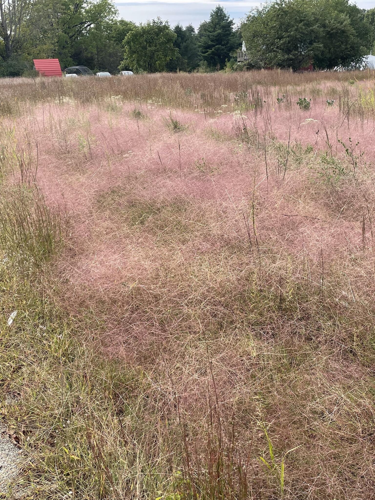 Foto van Purper liefdegras