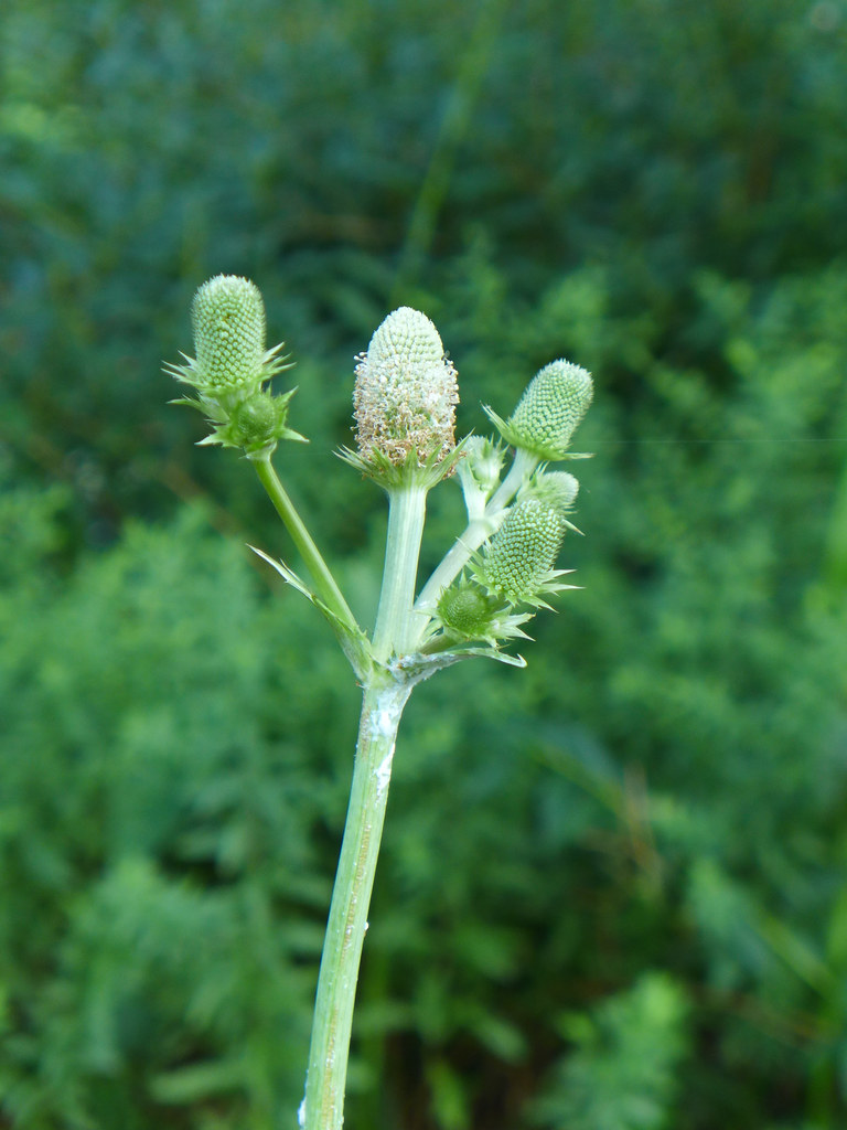 Foto van Agaafbladige kruisdistel