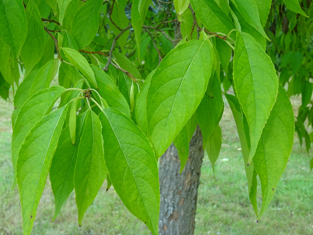 Foto van Gummiboom