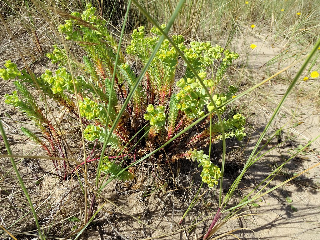 Foto van Zeewolfsmelk