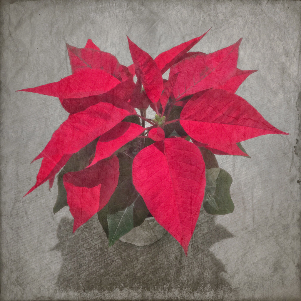 Foto van Kerstster