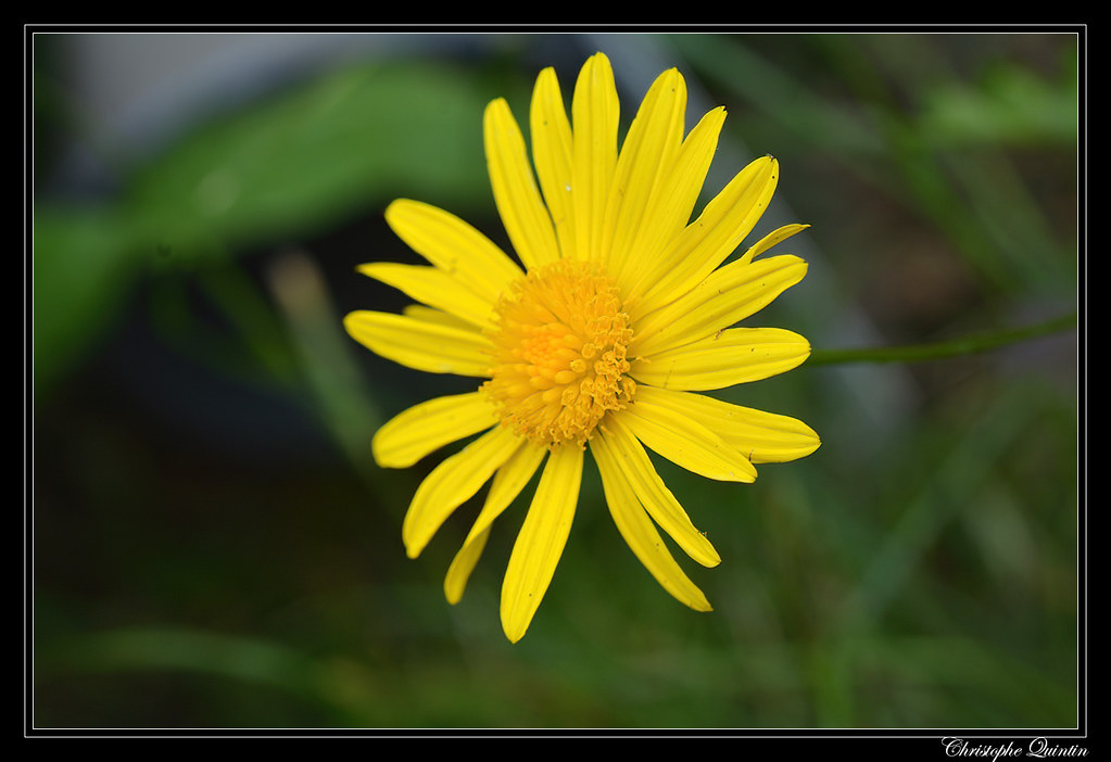 Foto van Zuid-Afrikaanse margriet