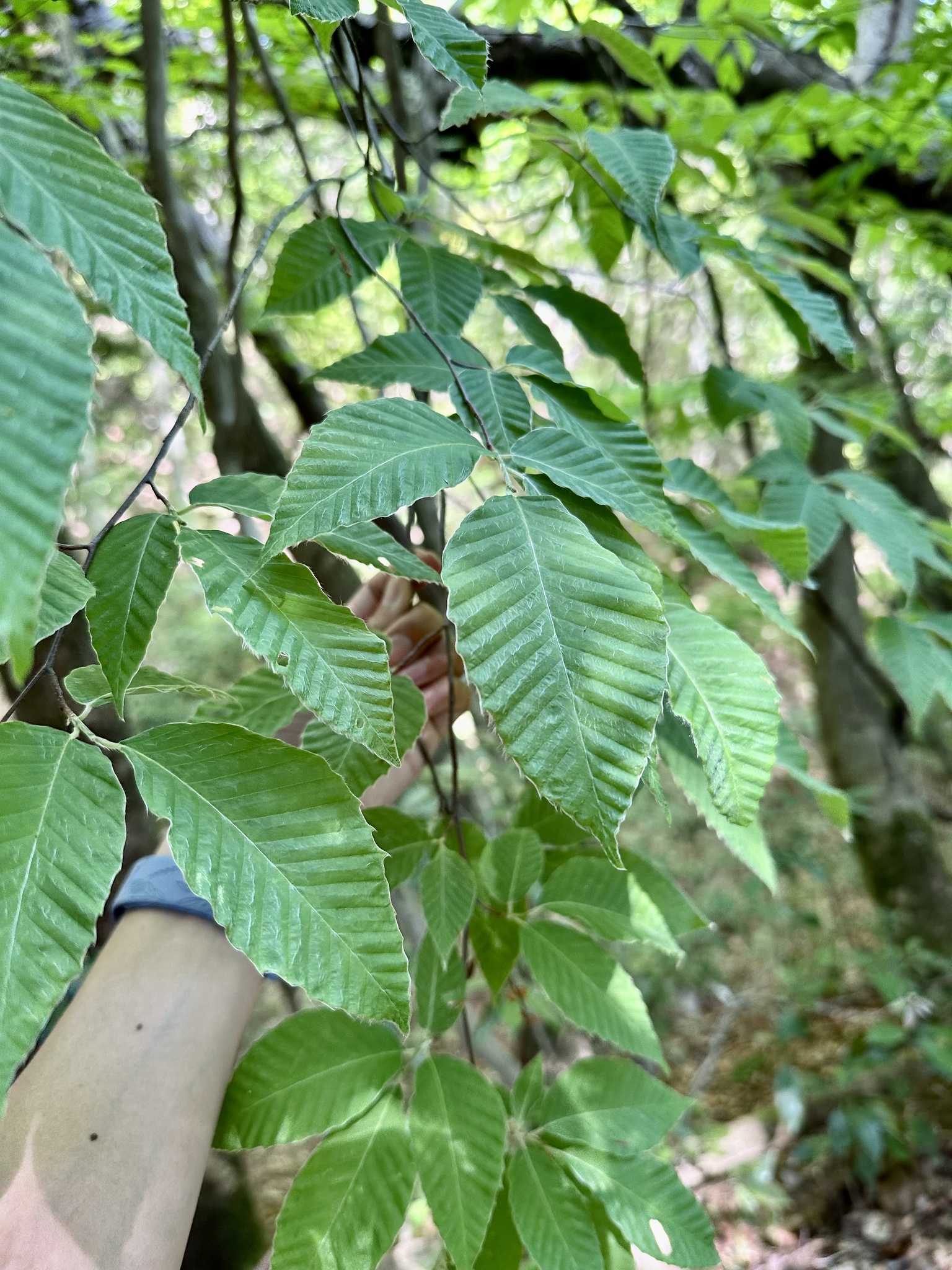 Foto van Japanse bruine beuk