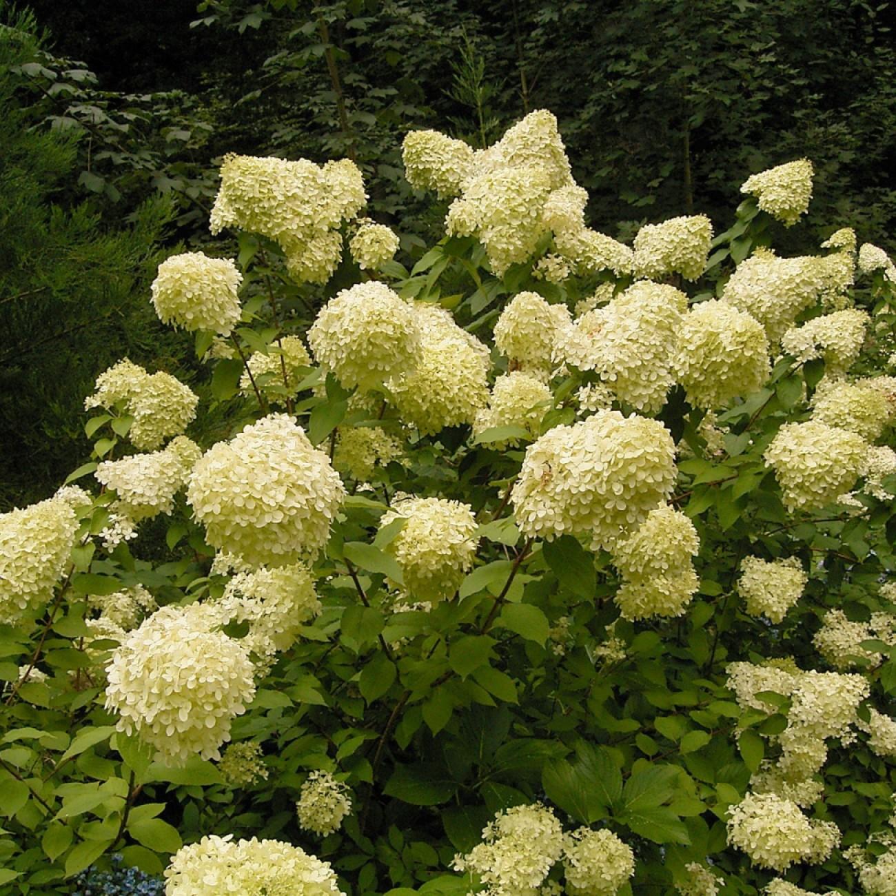 Foto van Limelight-Hortensia (boomvorm) ‘Limelight (tree form)’