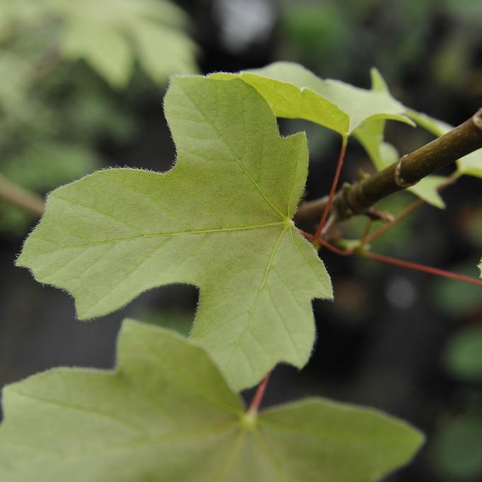 Foto van Grootbladige esdoorn ‘Mocha Rose’